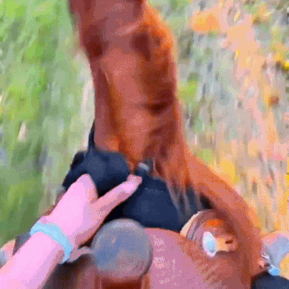 Clixio™ - The #1 Smallest Equestrian POV Camera